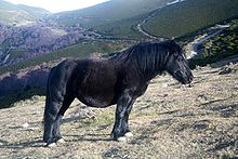 Cheval