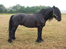 Cheval