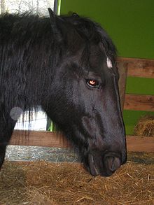 Cheval