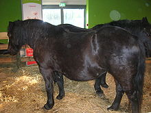 Cheval