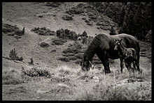 Cheval