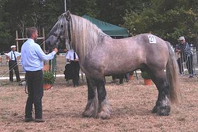 Cheval