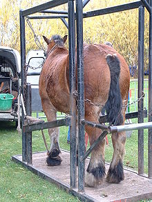 Cheval