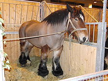 Cheval
