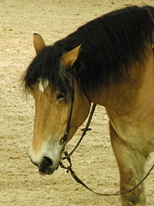 Cheval